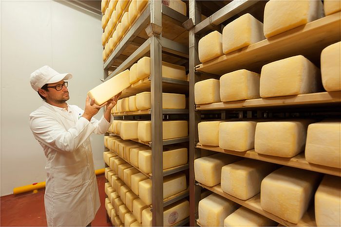 Il casaro controlla una forma in cella di stagionatura